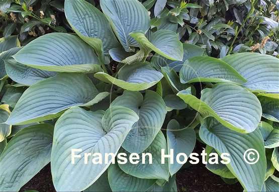 Hosta Empress Wu